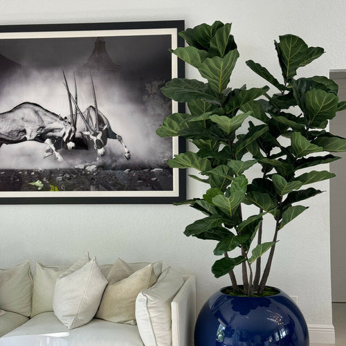 30' Blue Globe Planter with Fiddle Leaf Fig