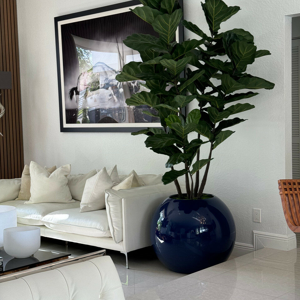 Blue Globe Planter with Fiddle Leaf Fig