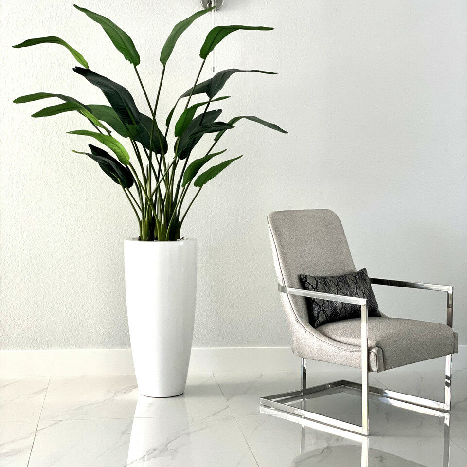 Bird of Paradise Plant 7 Feet with Dax Pot L